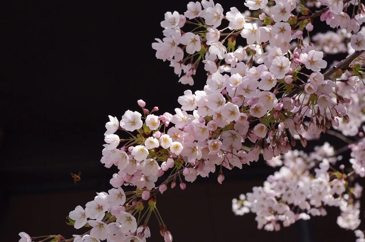 Dónde ver los cerezos en flor en Japón