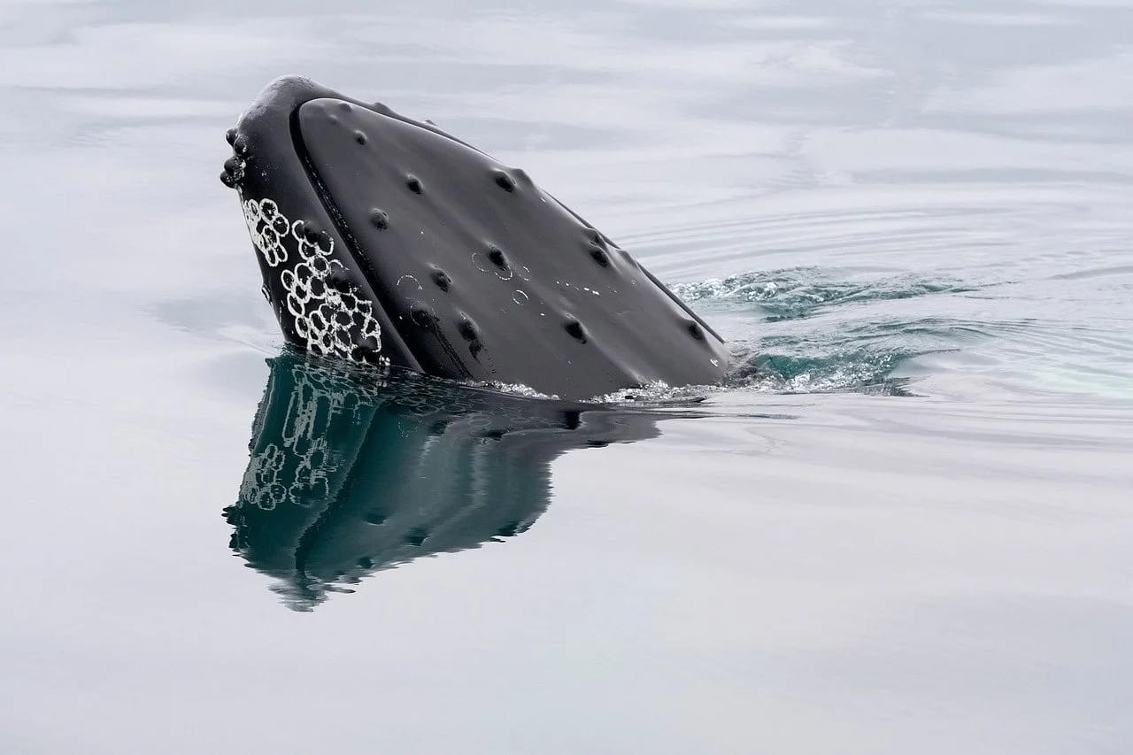 Aventura en Islandia en septiembre: la Ring Road