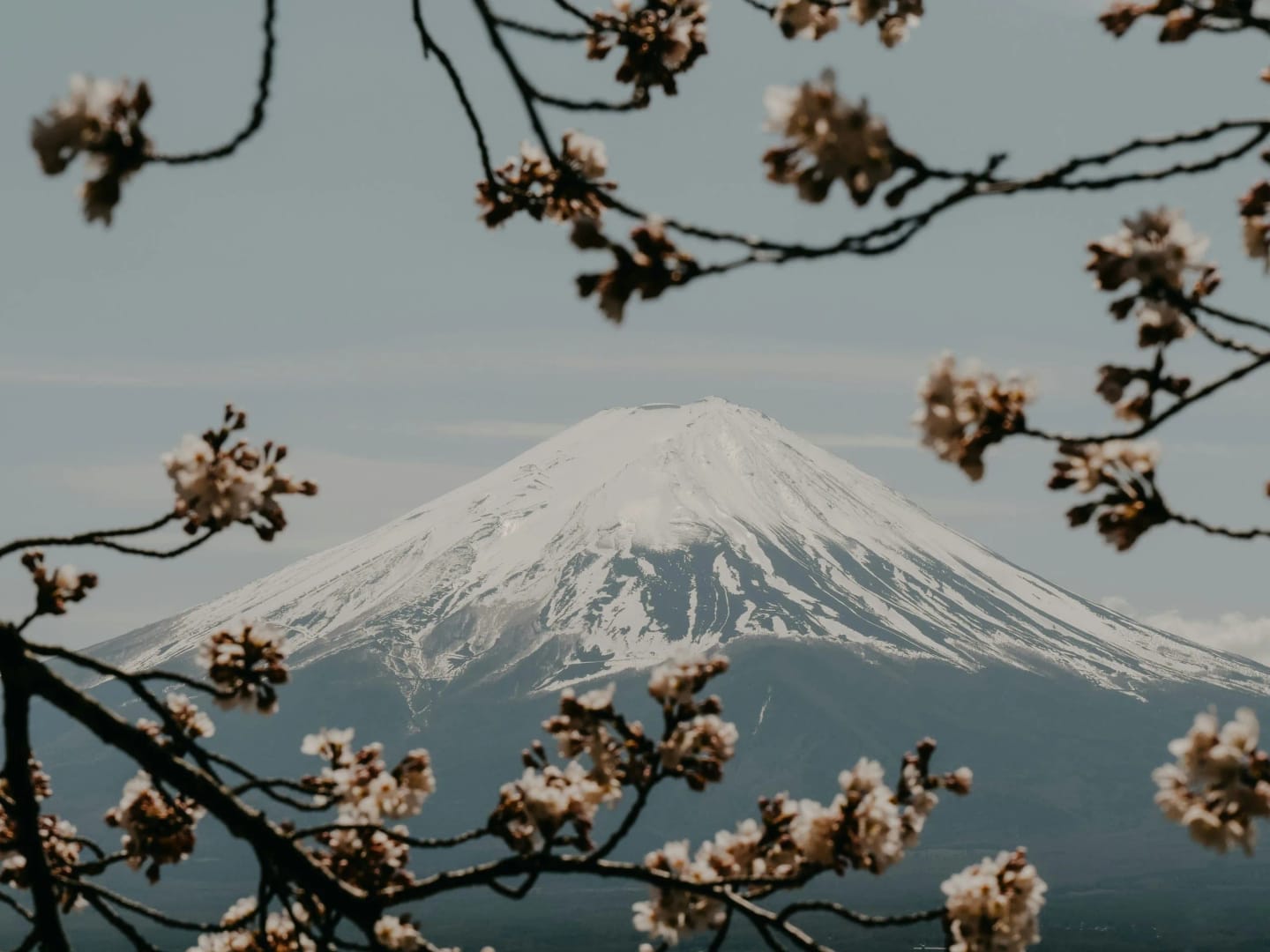 Primavera en Japón: 5 Razones para Vivir la Magia del Hanami