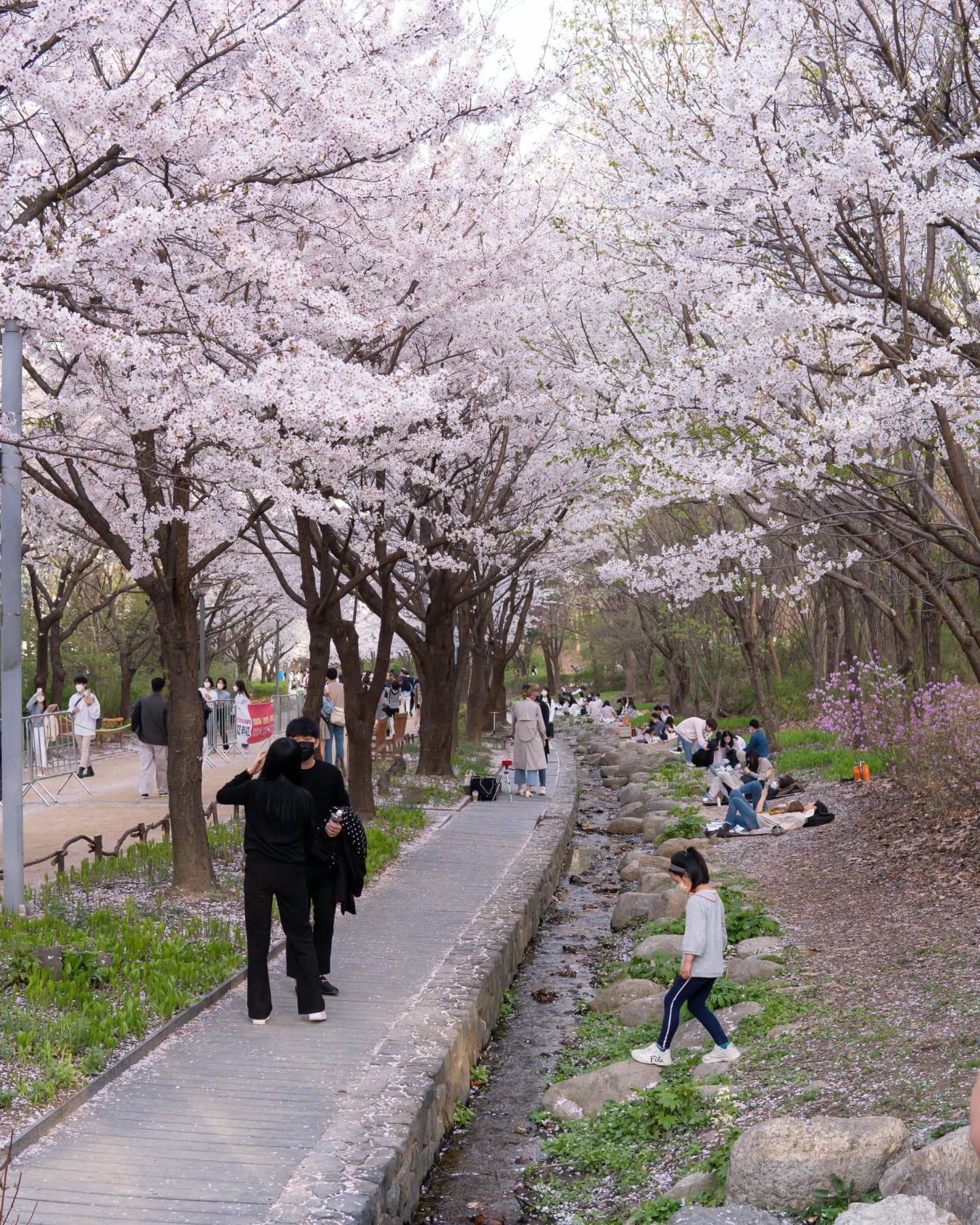 10 Mejores Lugares para Ver los Cerezos en Flor en Japón