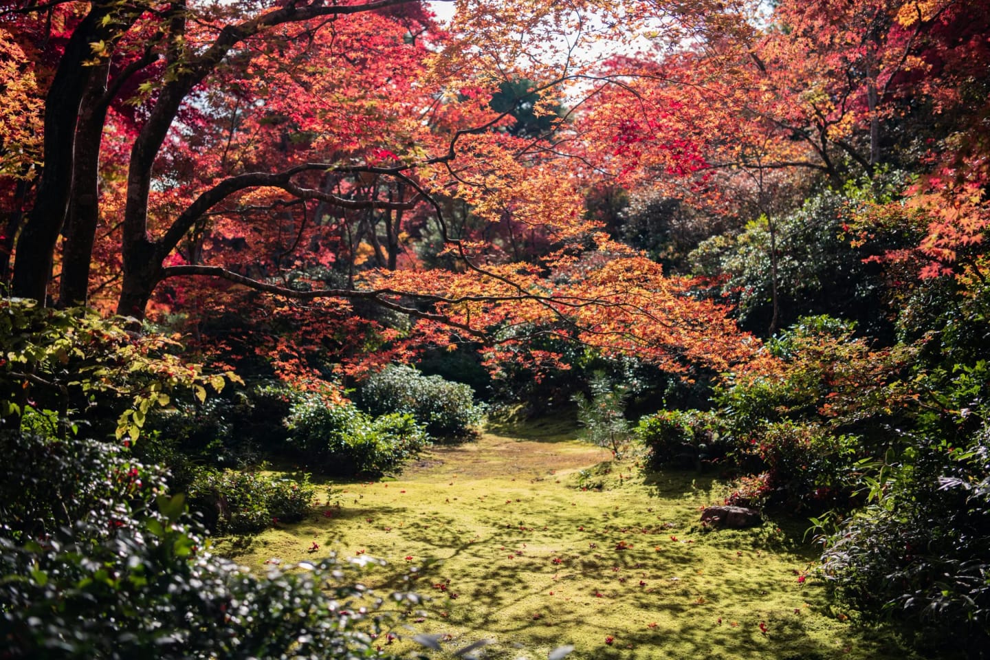 Japón: los 8 mejores lugares para disfrutar de la vegetación otoñal