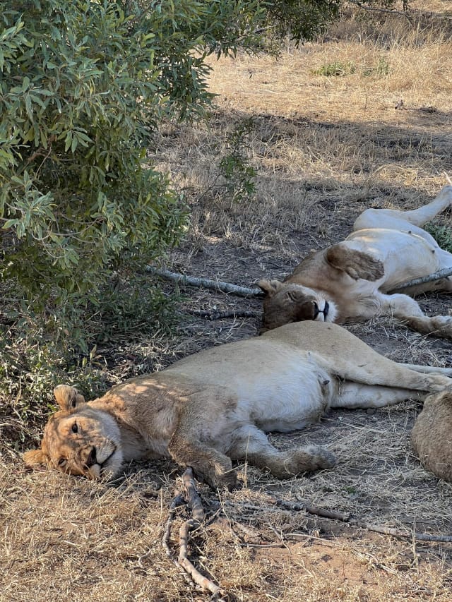 Sudáfrica Salvaje: Safari en el Kruger