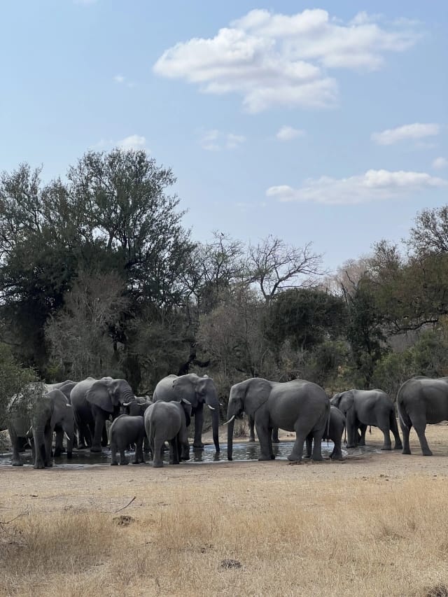 Sudáfrica Salvaje: Safari en el Kruger