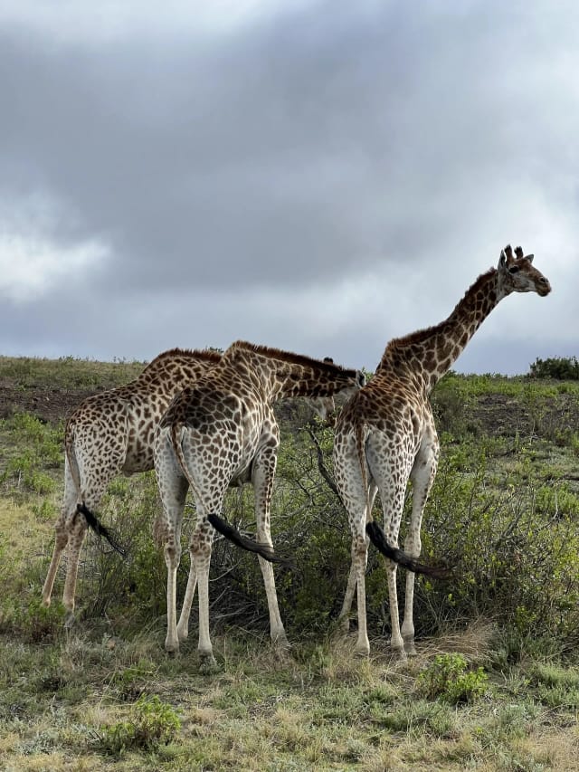 Sudáfrica Salvaje: Safari en el Kruger