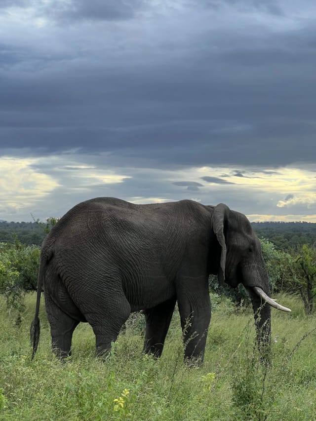 Sudáfrica Salvaje: Safari en el Kruger